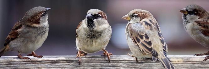 image showing a group of sparrows