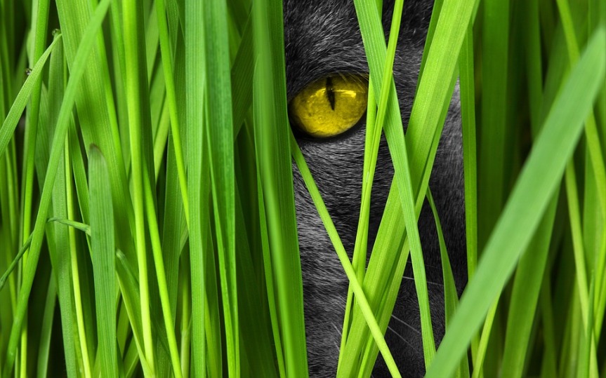 image showing a cats eye peering out from behind grasses